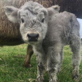 If You Ever Feel Down, These Highland Cattle Calves Will Surely Cheer ...