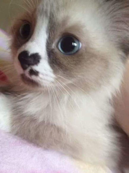 15+ Photos Of Cats That Boast Weird And Funny Patterns On Their Fur ...