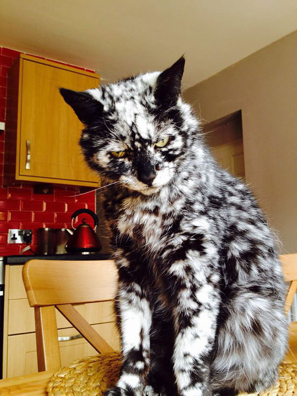 15+ Photos Of Cats That Boast Weird And Funny Patterns On Their Fur