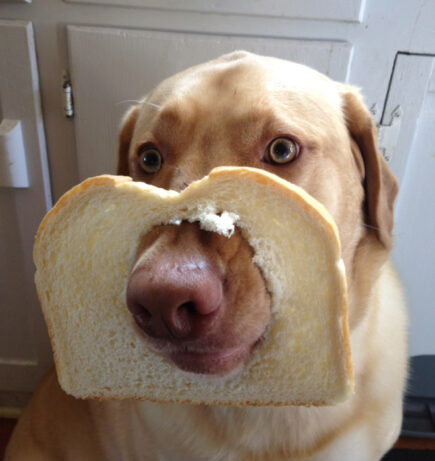 Dog In Bread Inbread Dogs: The Hilarious New Trend Of Dogs In Bread - Share Troopers