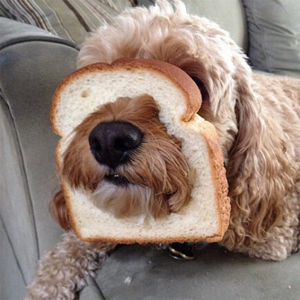 Dog In Bread Inbread Dogs: The Hilarious New Trend Of Dogs In Bread - Share Troopers